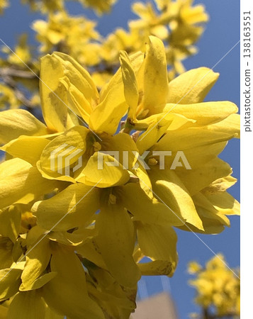 Close-up of forsythia in full bloom 138163551