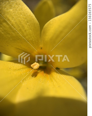 Close-up of forsythia in full bloom Close-up of forsythia in full bloom 138163575