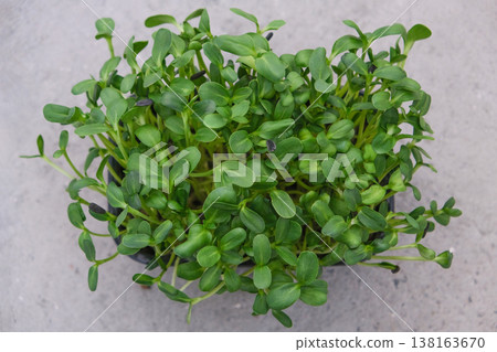 Fresh microgreens grown from sunflower seeds offer a nutritious addition to a healthy diet. Packed with vitamins and minerals Fresh microgreens grown from sunflower seeds offer a nutritious addition to a healthy diet. Packed with vitamins and minerals 138163670