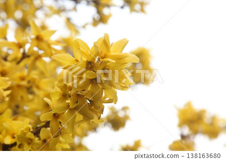 Frustrated Forsythia 138163680