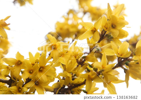 Frustrated Forsythia 138163682