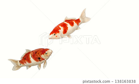 Two koi carp swimming against a white washi paper background - Japanese-style illustration with white space. 138163838