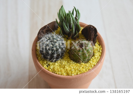 Potted plant of cactus Potted plant of cactus 138165197