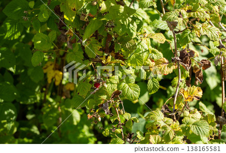 Raspberry plant foliage showing signs of disease with yellowing and browning leaves and developing berries under bright sunlight Raspberry plant foliage showing signs of disease with yellowing and browning leaves and developing berries under bright sunlight 138165581