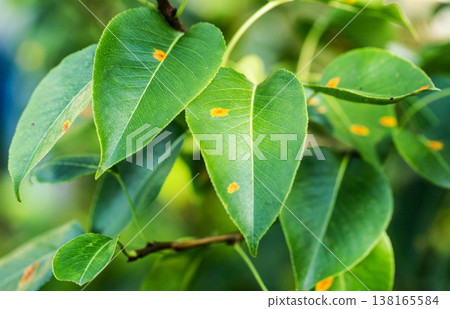"Close-up pear tree leaf showing signs of disease, orange rust spots on green foliage, symptom of fungal infection affecting fruit plants in garden" "Close-up pear tree leaf showing signs of disease, orange rust spots on green foliage, symptom of fungal infection affecting fruit plants in garden" 138165584