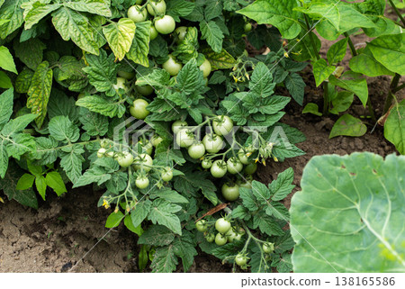 Green unripe tomatoes on plant vine. Discolored foliage suggests plant disease or nutrient deficiency. Developing fruit, yellow flowers visible in garden. 138165586