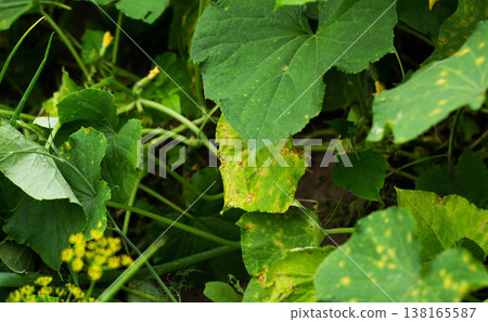 Close up view of cucumber plant foliage displaying signs of disease, damage with yellow spots and necrosis, plant pathology concept in garden setting 138165587