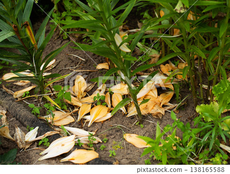 Fallen petals of flowering plants on dark garden soil, showing signs of wilting and plant disease, decline of blooming season 138165588