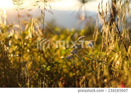 Yarrow In Alpine Meadow At Golden Hour Yarrow In Alpine Meadow At Golden Hour 138165607