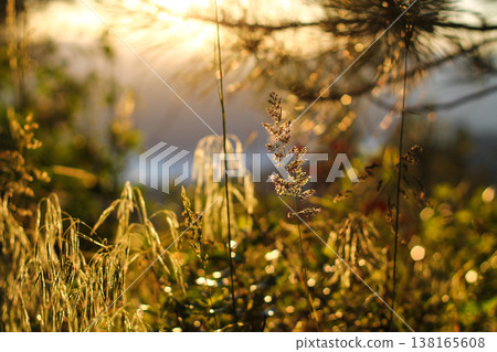 Grasses Catching Golden Afternoon Light Grasses Catching Golden Afternoon Light 138165608