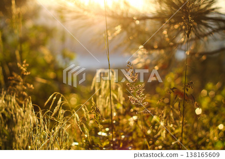 Grasses Catching Golden Afternoon Light Grasses Catching Golden Afternoon Light 138165609