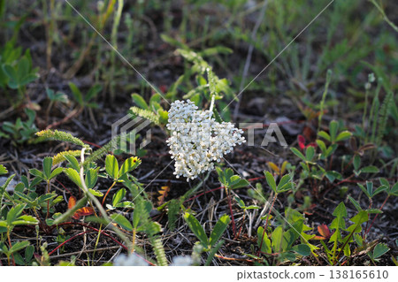 Bent Over Yarrow Flower Catching Sunlight Bent Over Yarrow Flower Catching Sunlight 138165610