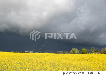 Canola fields Canola fields 138165619