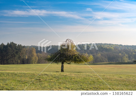 lonely birch lonely birch 138165622