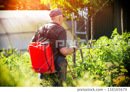A male summer resident with a red modern sprayer treats tomatoes in the summer to stimulate growth and fruiting. Copy space for text, industry 138165679