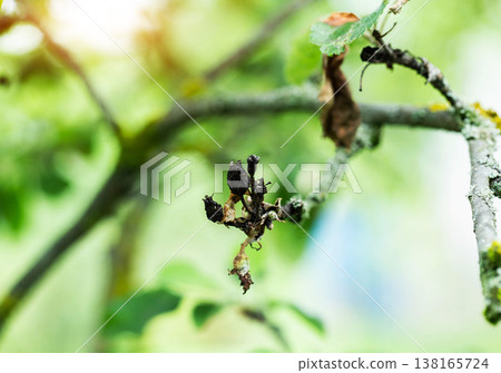 Diseased buds on tree branch showing signs of plant pathology and agricultural distress, possibly due to blight or frost damage, with bright sun flare Diseased buds on tree branch showing signs of plant pathology and agricultural distress, possibly due to blight or frost damage, with bright sun flare 138165724