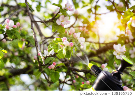 Spraying blooming apple tree with chemical solution protecting spring garden plants from pests and diseases in bright sunlight Spraying blooming apple tree with chemical solution protecting spring garden plants from pests and diseases in bright sunlight 138165730