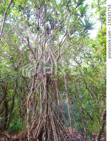 Trekking scenery on Chichijima Island in the Ogasawara Islands, a World Natural Heritage site. Trekking scenery on Chichijima Island in the Ogasawara Islands, a World Natural Heritage site. 138165758