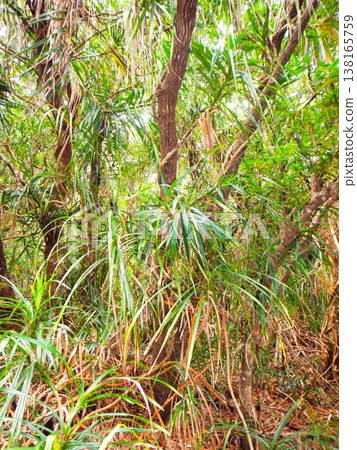 Jungle scenery of Chichijima Island in the Ogasawara Islands Jungle scenery of Chichijima Island in the Ogasawara Islands 138165759
