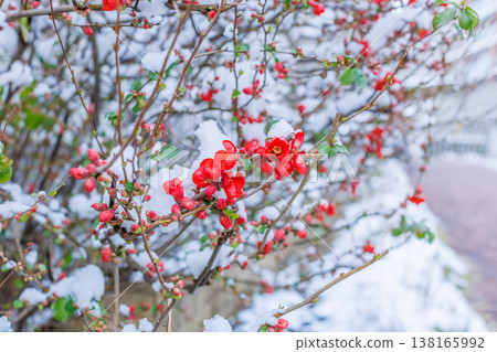 雪地和人行道上的紅梅花 雪地和人行道上的紅梅花 138165992