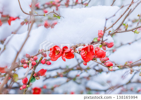 Snow piles up on the red plums 138165994