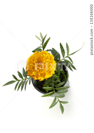 Tagetis erectaIncaII Gold in a pot on a white background 138166000