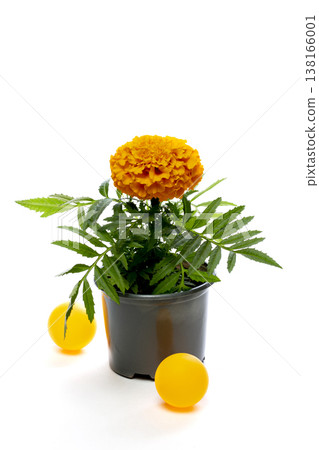 Tagetis erectaIncaII Gold in a pot on a white background Tagetis erectaIncaII Gold in a pot on a white background 138166001