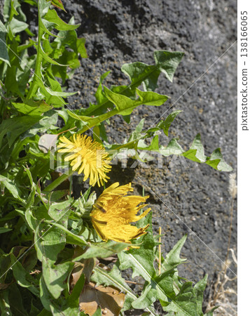 腳邊綻放著小小的陽光花苞。 138166065