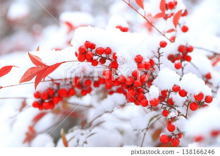 覆蓋著白雪的南天竹和紅色的漿果 覆蓋著白雪的南天竹和紅色的漿果 138166246