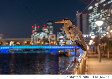 Nakanoshima night view and a grey heron 138166254