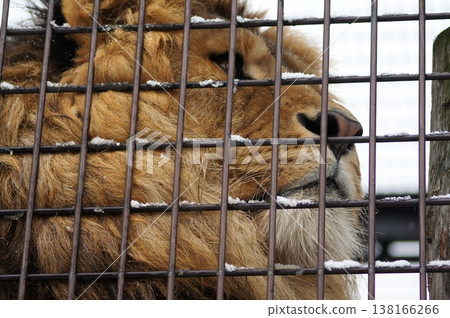 The impressive mane of a lion seen through a wire mesh fence. The impressive mane of a lion seen through a wire mesh fence. 138166266