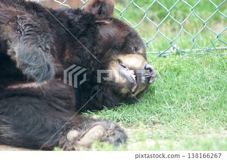 A black bear lying inside its enclosure at the zoo. A black bear lying inside its enclosure at the zoo. 138166267