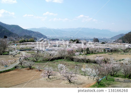 春意盎然的果園景色,遠處群山環繞,花朵盛開。 春意盎然的果園景色,遠處群山環繞,花朵盛開。 138166268