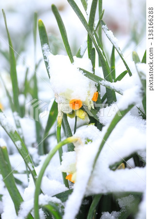 Snow-capped Japanese daffodils Snow-capped Japanese daffodils 138166288