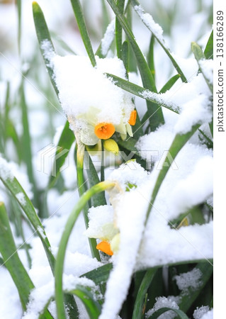 白雪皚皚的日本水仙花 白雪皚皚的日本水仙花 138166289
