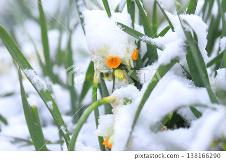 白雪皚皚的日本水仙花 138166290