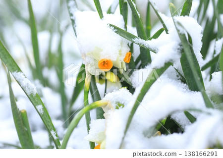 白雪皚皚的日本水仙花 138166291