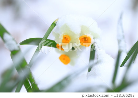 白雪皚皚的日本水仙花 138166292