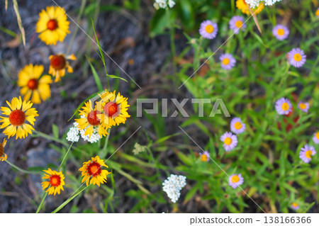 Top Down View Of Assorted Colorful Wildflowers 138166366