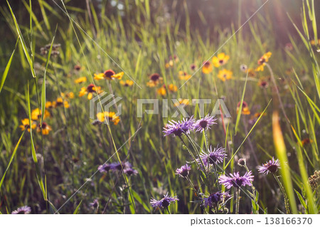 Alpine Meadow Of Purple And Yellow Wildflowers 138166370