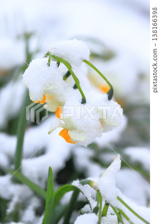 Snow-capped Japanese daffodils Snow-capped Japanese daffodils 138166398