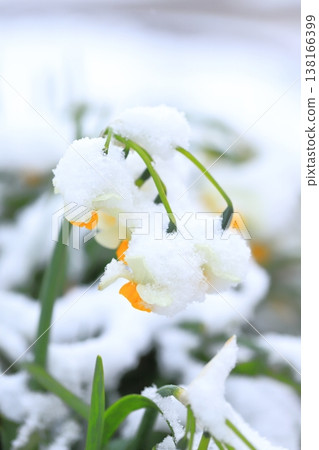 白雪皚皚的日本水仙花 白雪皚皚的日本水仙花 138166399