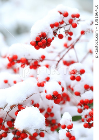 Red berries of the nandina covered in snow Red berries of the nandina covered in snow 138166410