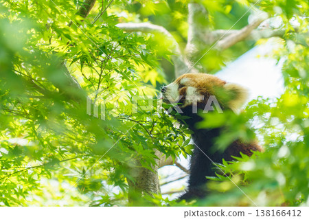 小熊貓爬樹 138166412