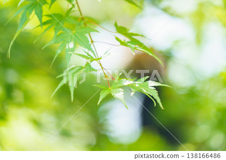 Blue maple wet in the rain Blue maple wet in the rain 138166486
