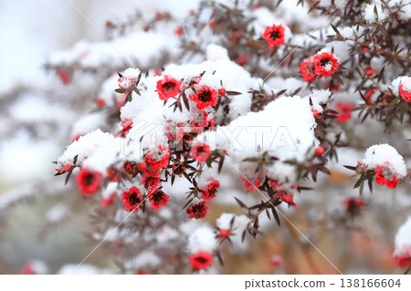 覆蓋著雪的柳葉梅（日本柳葉梅） 138166604