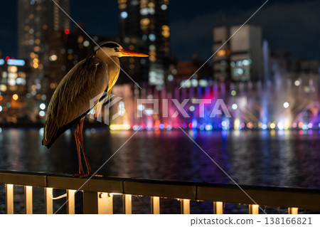 一隻灰鷺鷥立在五彩斑斕的夜景之中。 138166821