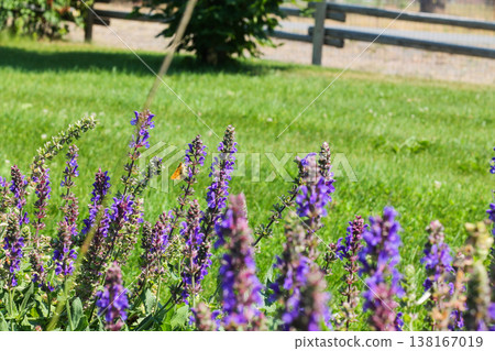 Meadow Sage And A Skipper Butterfly Meadow Sage And A Skipper Butterfly 138167019
