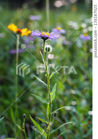 Aspen Fleabane Or Showy Aster In A Meadow 138167025