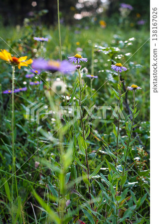 Side Profile Of An Array Of Wildflowers 138167026